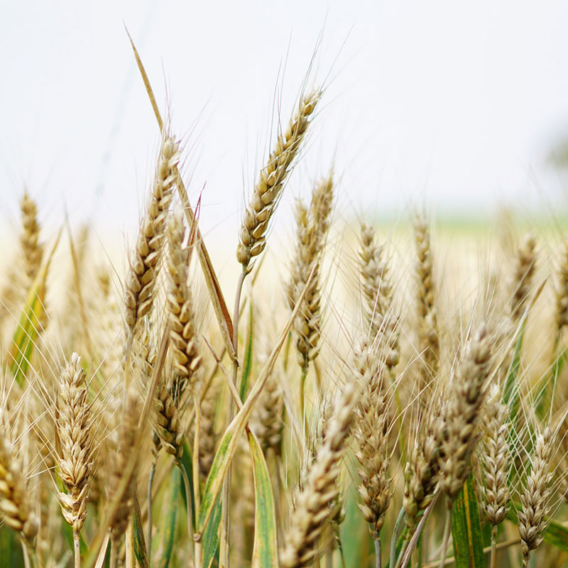 field of wheat