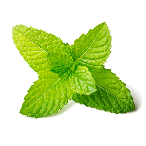 menthol leaves